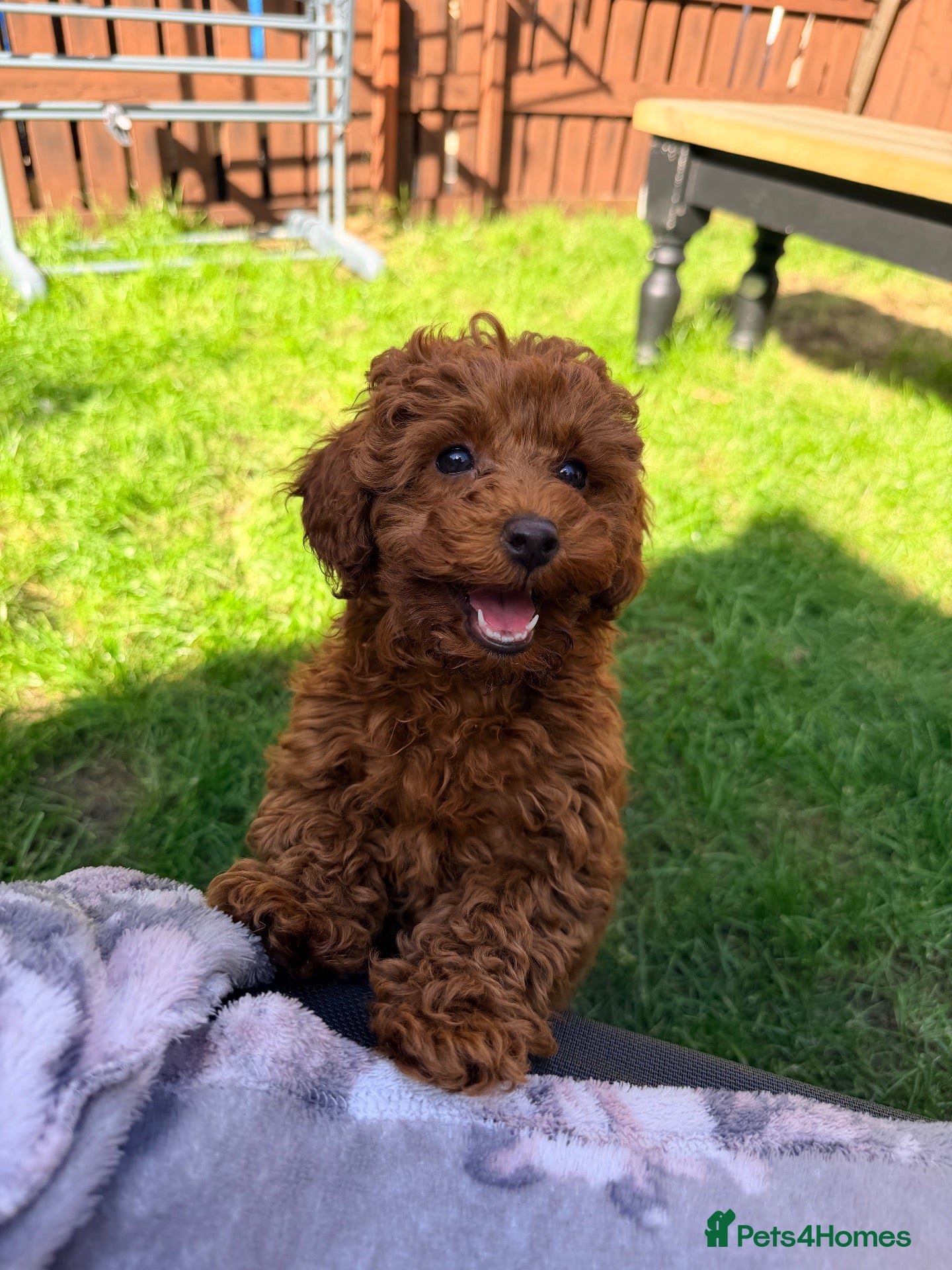 Miniature Poodle dogs Kc gorgeous red mini Poodle 5 gen pedigree  - Advert 1