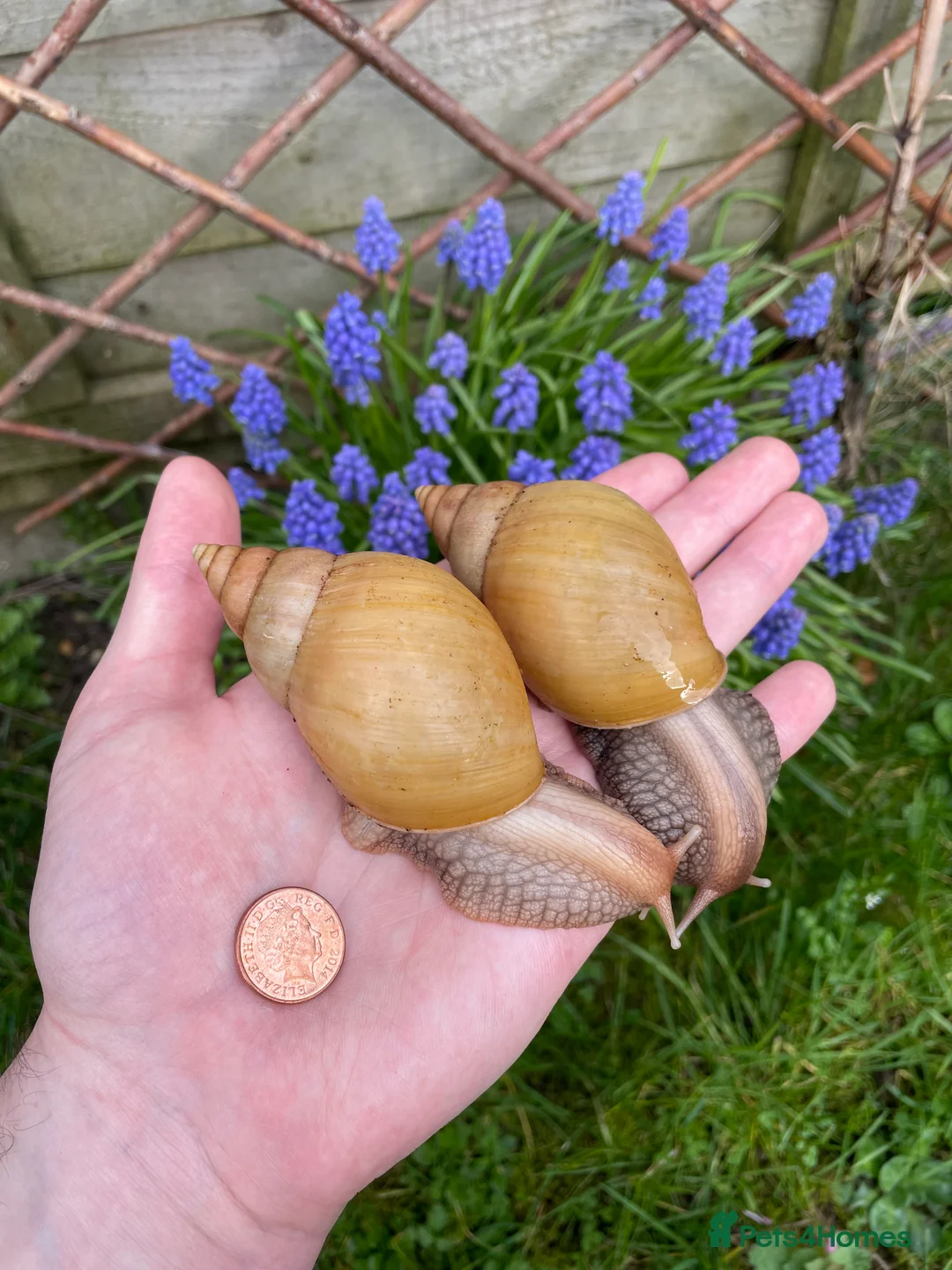 Snails invertebrates for sale: Giant African Snails - Advert 1