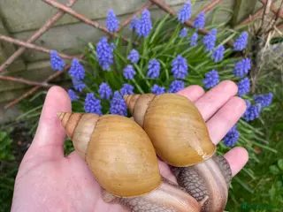 Snails invertebrates Giant African Snails - Advert 1