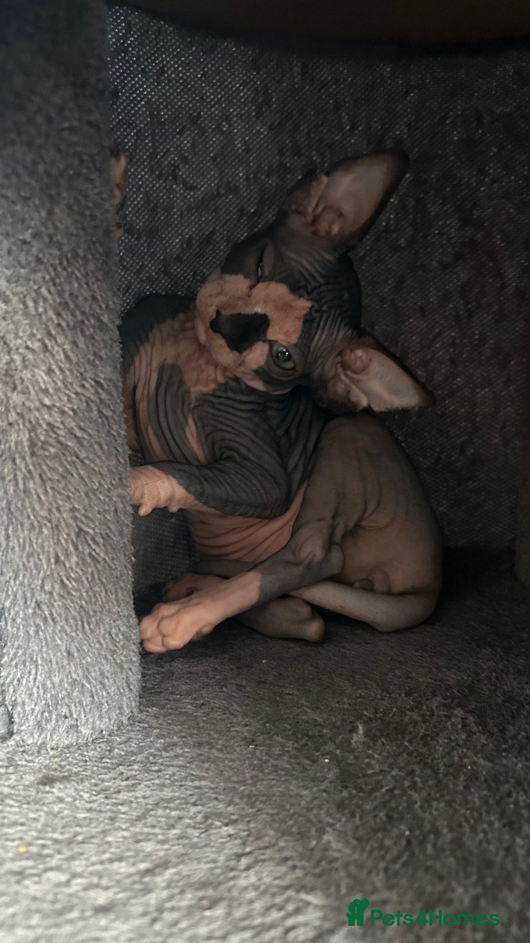 Sphynx cats for sale: Adorable Canadian sphinx - Image 11