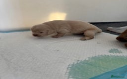 Tibetan Mastiff dogs for sale: Chinese Tibetan mastiff pups  - Image 26