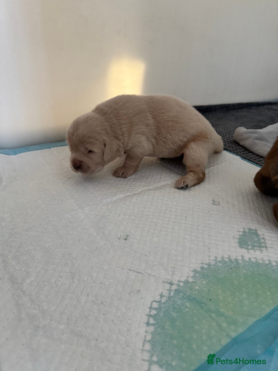 Tibetan Mastiff dogs for sale: Chinese Tibetan mastiff pups  - Image 26