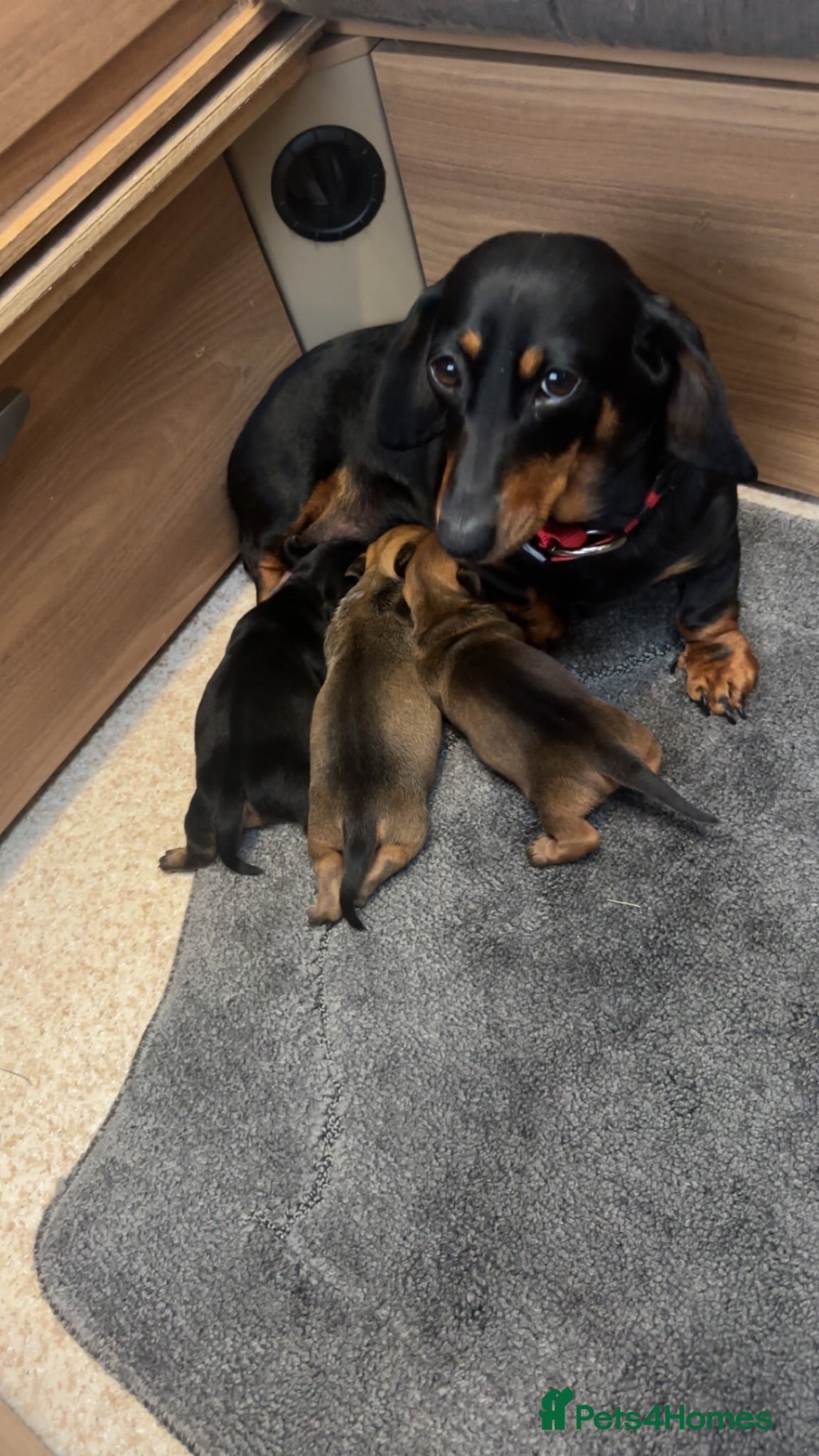 Miniature Dachshund dogs Miniature dachshund puppies  - Advert 1