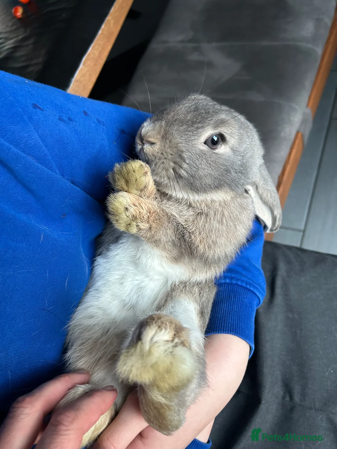 Mini Lop rabbits for sale: A Bonded Pair of Mini Lop Bunnies  - Advert 2