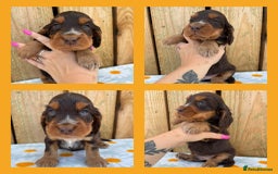 Cocker Spaniel dogs for sale: Ready 30th august import lines  - Image 6