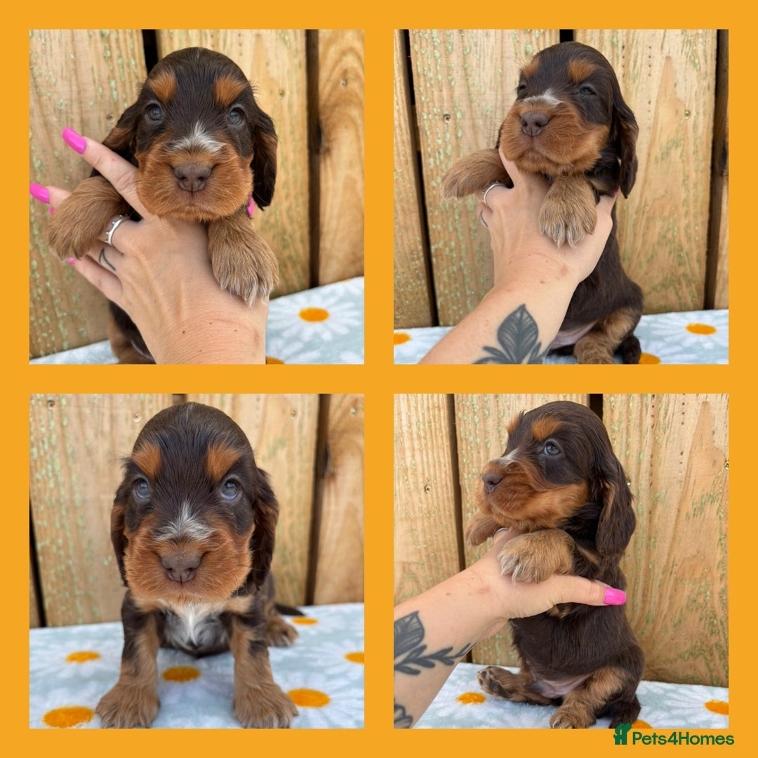 Cocker Spaniel dogs for sale: Ready 30th august import lines  - Image 6