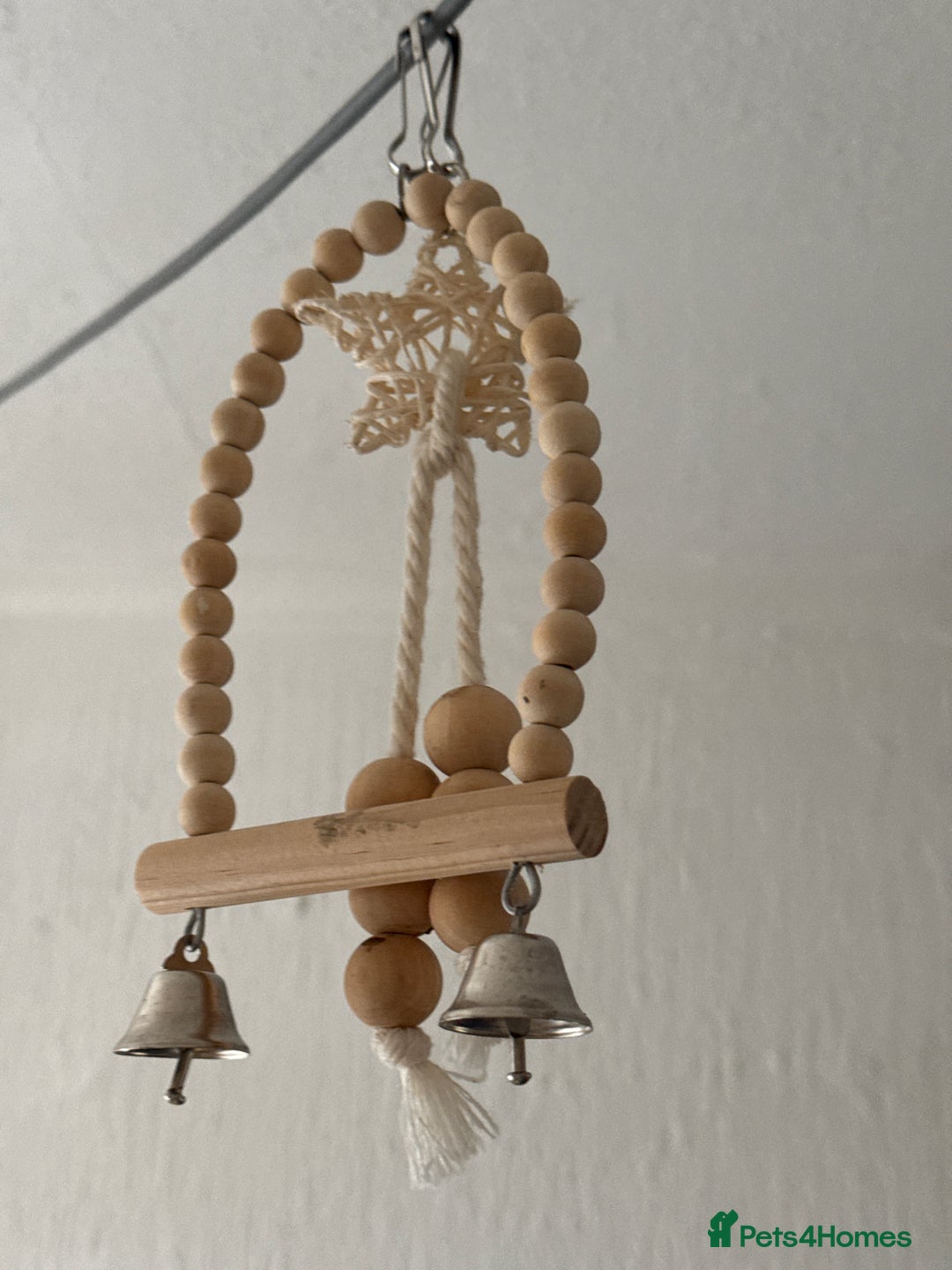 Conures birds for sale: Green cheek conures - Advert 10