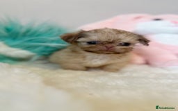 Shih Tzu dogs for sale: ONE PUPPY AVAILABLE READY NOW - Image 17