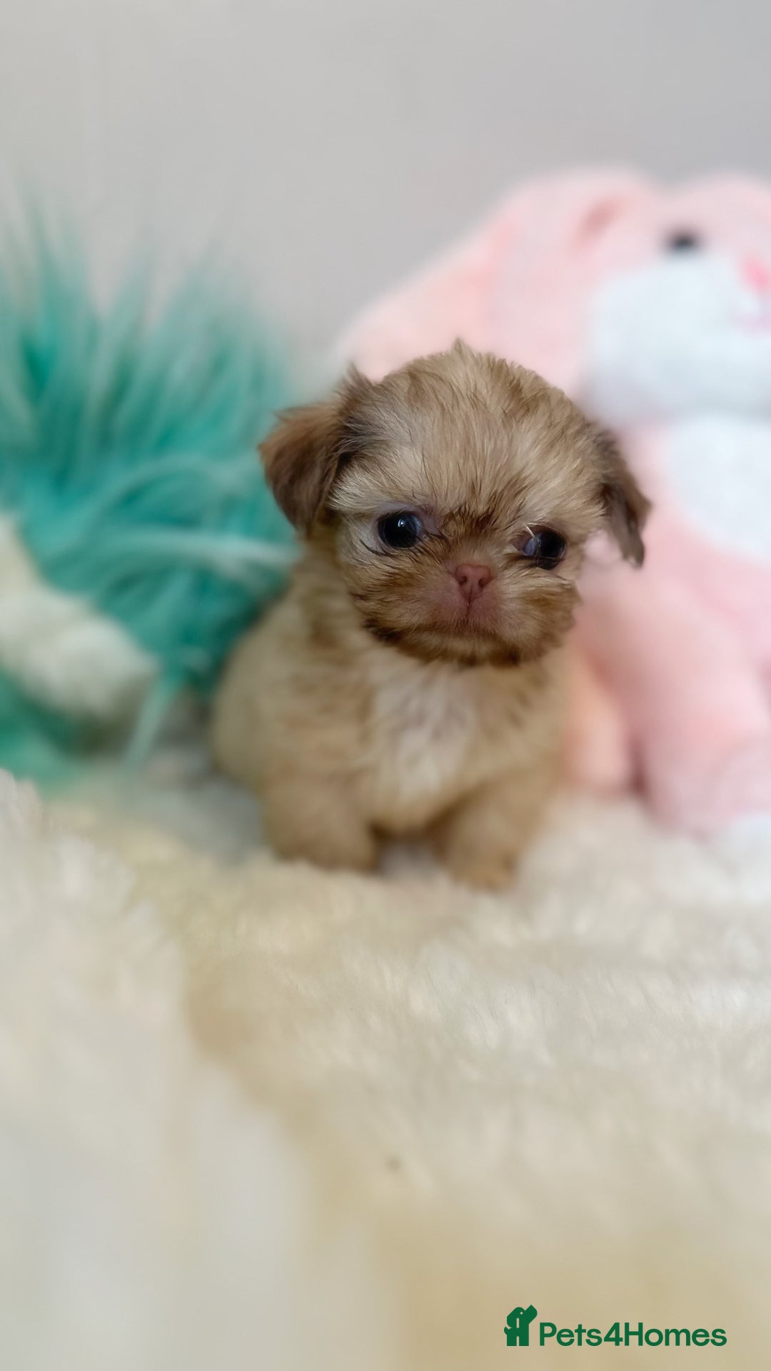 Shih Tzu dogs for sale: ONE PUPPY AVAILABLE READY NOW - Image 17