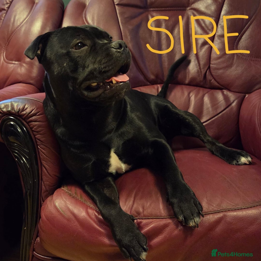 Staffordshire Bull Terrier dogs for sale: KC Registered Champions Bloodline Show Quality  - Image 19