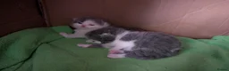 British Longhair cats for sale: British long hair bicolor  - Advert 1
