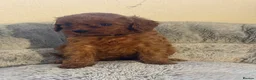 Cavapoo dogs for sale: 🐾 Exquisite F1 Cavapoo Puppies Available 🐾  - Advert 25