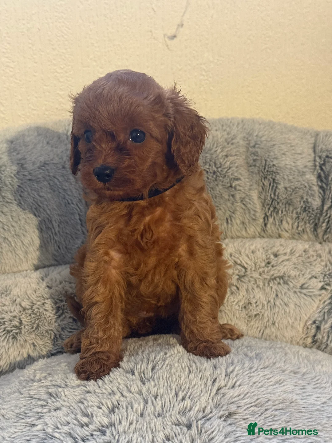 Cavapoo dogs for sale: 🐾 Exquisite F1 Cavapoo Puppies Available 🐾  - Advert 25