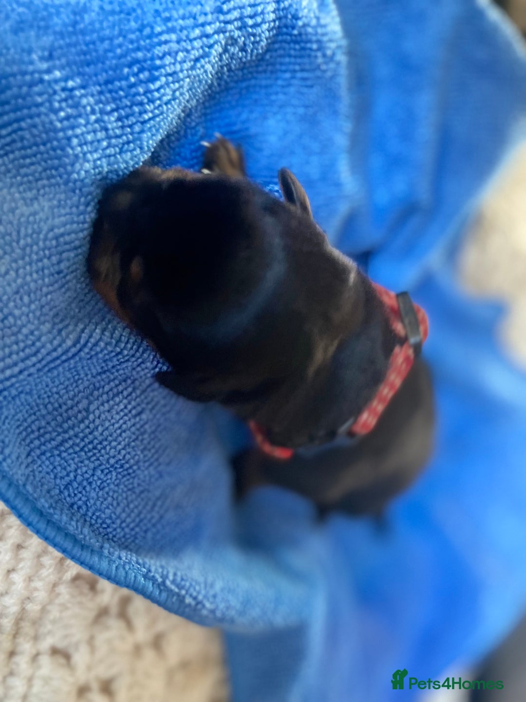 Rottweiler dogs for sale: Hulk and Ruby Rottweiler puppies  - Image 23
