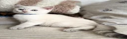 British Shorthair cats for sale: Beautiful BSH Blue Golden TICA kittens - Advert 8