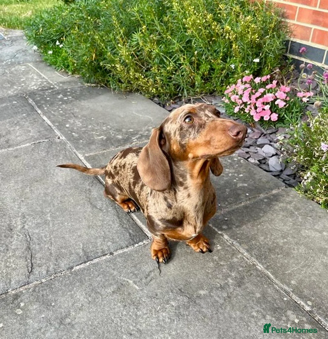 Miniature Dachshund dogs for stud: PROVEN KC Miniature Dachshund Stud in Derby - Advert 1