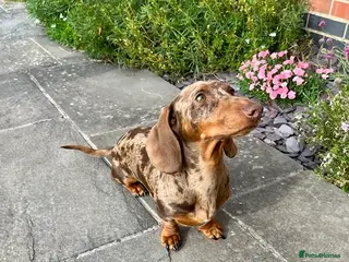 Miniature Dachshund dogs PROVEN KC Miniature Dachshund Stud in Derby - Advert 1