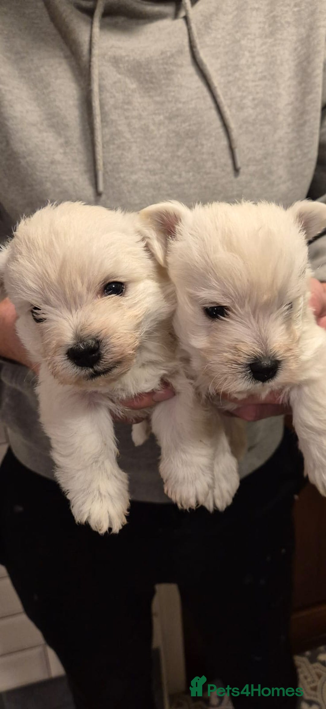 West Highland Terrier dogs for sale: West highland terriers for sale  - Advert 5