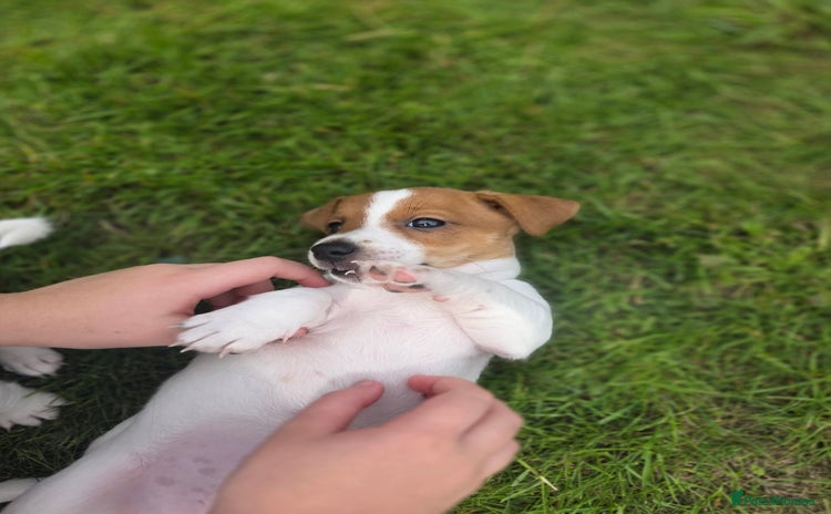 Jack Russell dogs - Advert 6