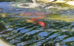 Other/Mixed Breed fish for sale: Pond closing down  - Image 2