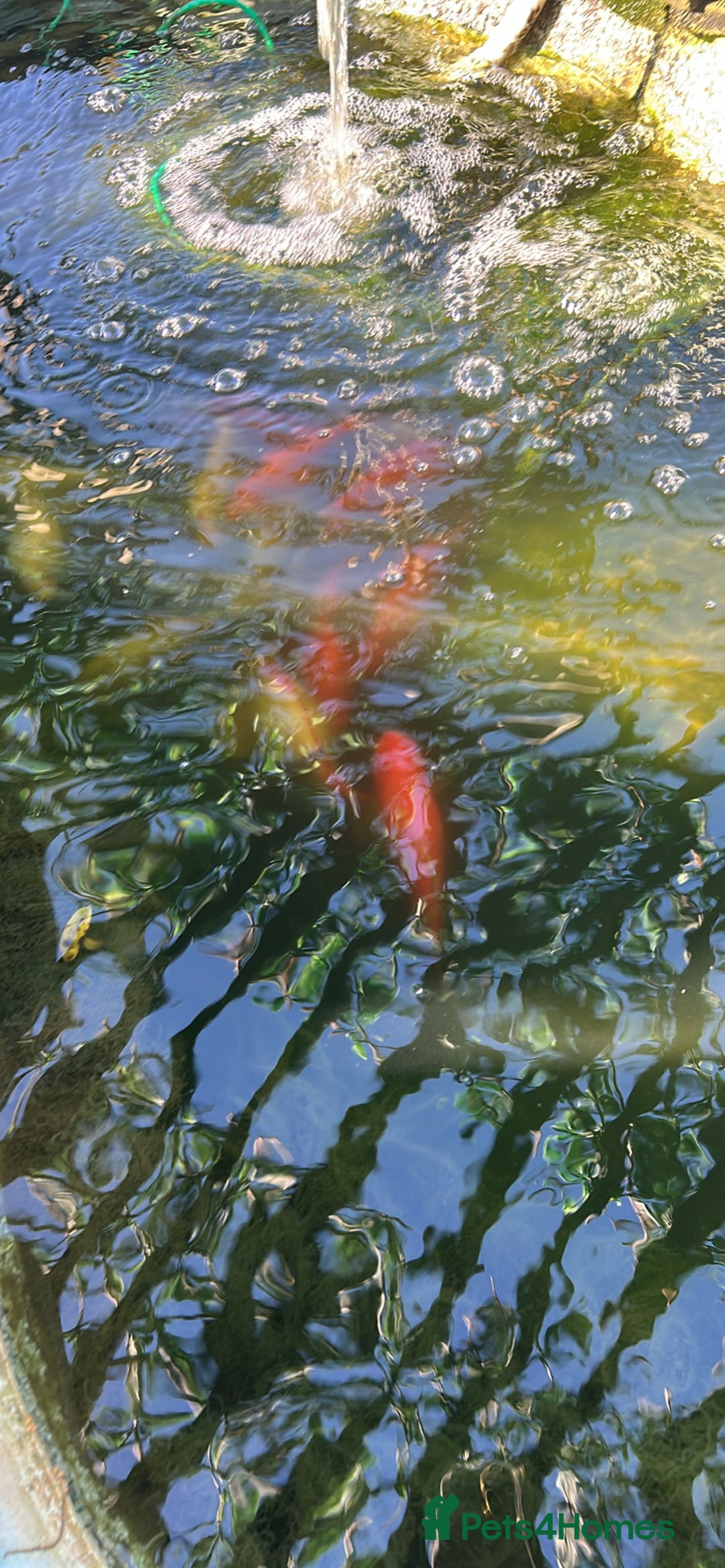 Other/Mixed Breed fish for sale: Pond closing down  - Image 2