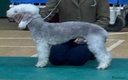 Bedlington Terrier dogs for sale: 2 x Bedlington boys  - Image 8
