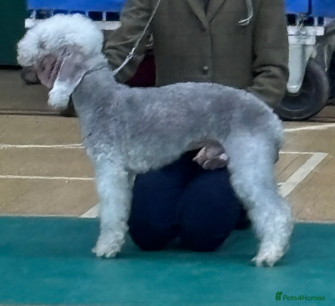 Bedlington Terrier dogs for sale: 2 x Bedlington boys  - Image 8