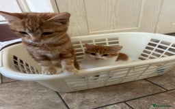Domestic Shorthair cats for sale: Must stay together-  male & female kittens - Image 5