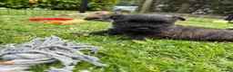 Cairn Terrier dogs for sale: Beautiful KC Reg Cairn Terrier Puppies 🐾  - Advert 4