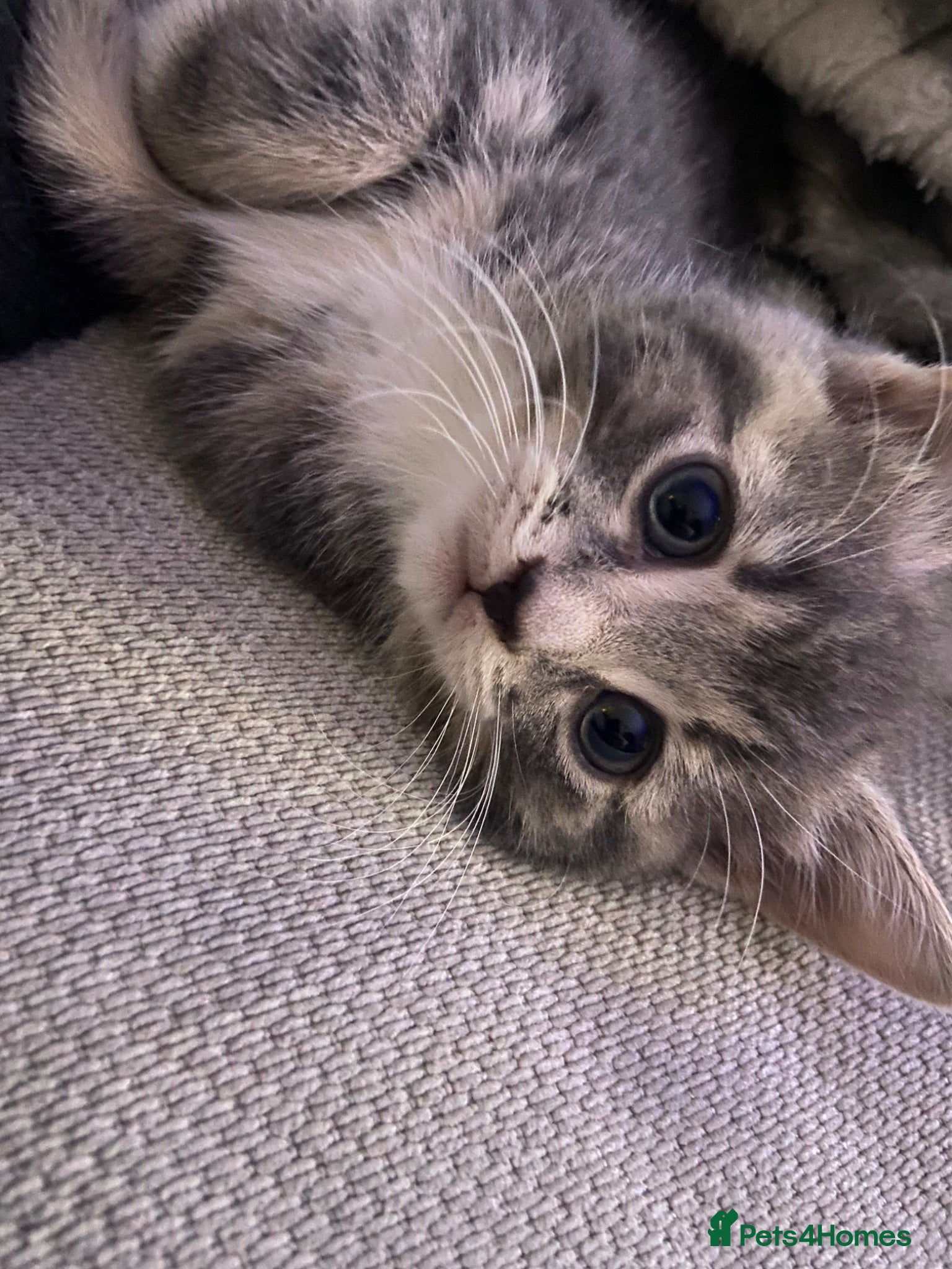 British Shorthair cats Two Beautiful Boys  - Advert 2