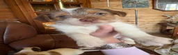 Jack Russell dogs for sale: Jack Russell puppies - Advert 6