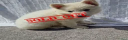 German Shepherd dogs for sale: 🔥Last Pup🔥WhiteGSD-1 Girl Left Ready to go NOW🔥 - Advert 6