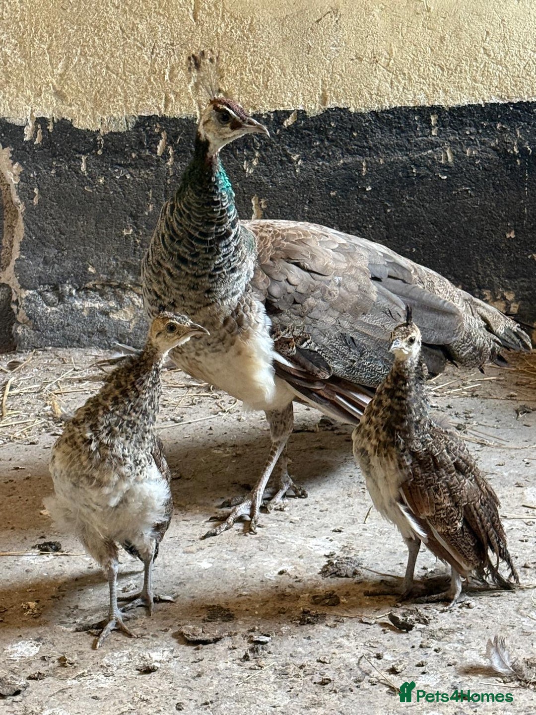 Peafowl poultry for sale: Mixed peafowl 10 weeks old  - Image 8