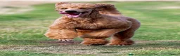 Standard Poodle dogs for sale: KC Standard Poodle Beautiful Puppies - Advert 4