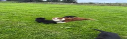 Mixed Breed dogs for sale: Border Collie x Golden Retriever pups for sale  in Glasgow - Advert 9