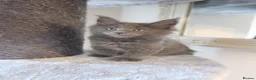 Maine Coon cats for sale: RUSSIAN XL GCCF SMOKE KITTENS - Advert 12