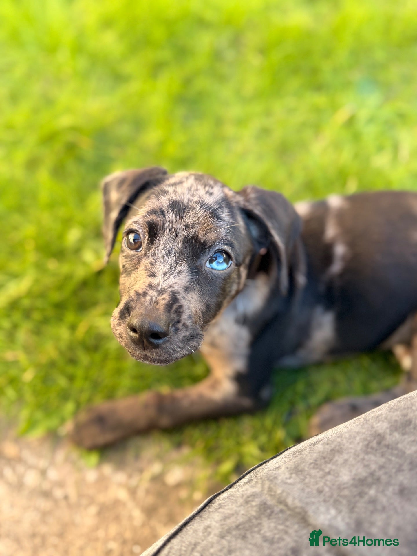 Mixed Breed dogs Gorgeous girl needing forever home  - Advert 1