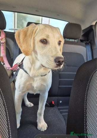 Labrador Retriever dogs in Bedford - Advert 8