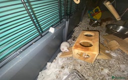 Mouse rodents for sale: Fancy mice  - Advert 2