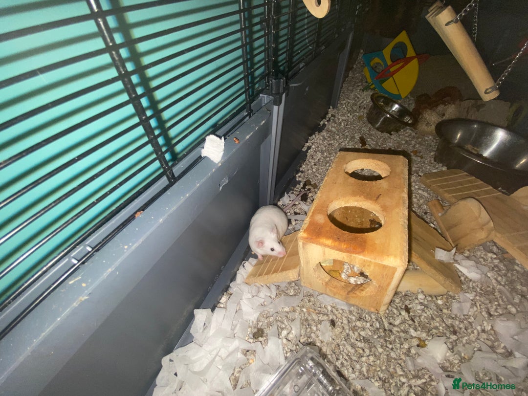 Mouse rodents for sale: Fancy mice  - Advert 2