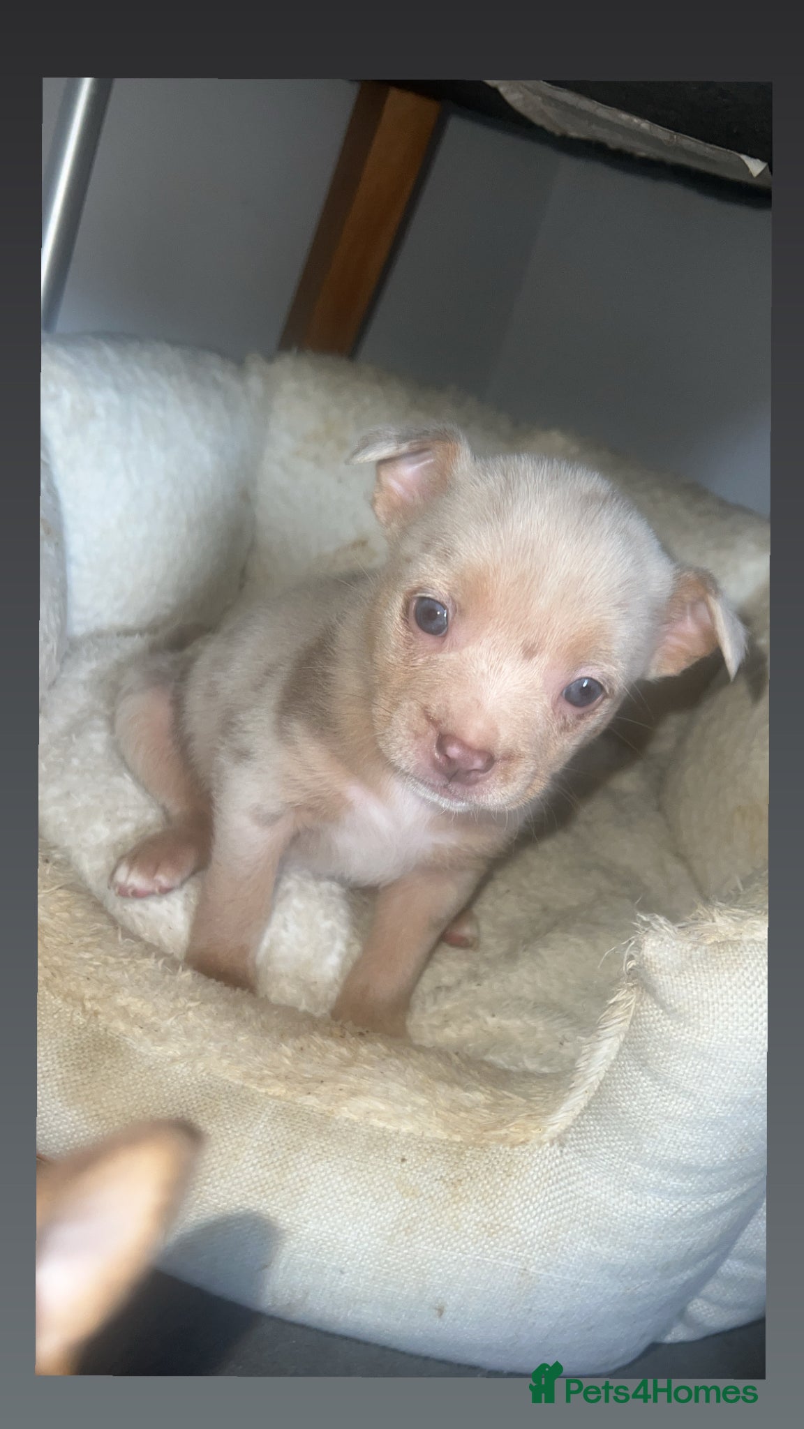 Mixed Breed dogs Pomeranian X Pocket Bully  - Advert 4