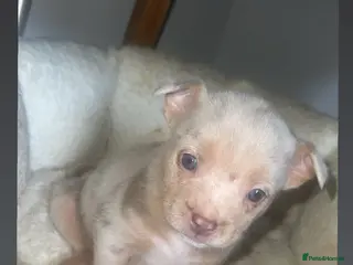 Mixed Breed dogs Pomeranian X Pocket Bully - Advert 4