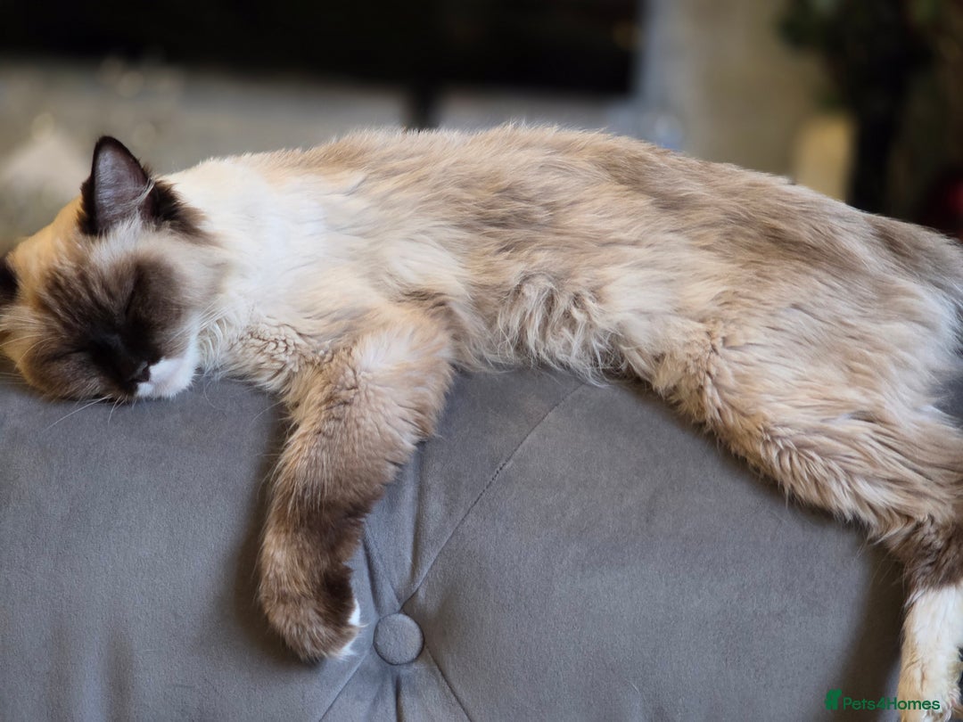 Ragdoll cats for sale: 4 pure ragdolls. 21st of Dec Reservation taken now - Advert 19