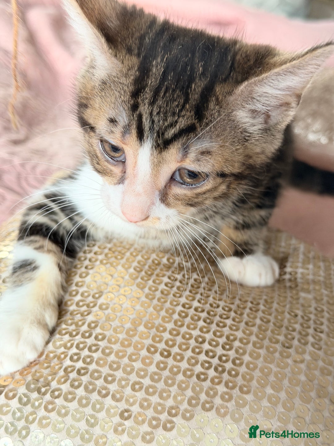 British Shorthair cats for sale: Purr-fect  **  Kittens Ready for new home - Advert 8