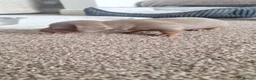 Miniature Dachshund dogs for sale: Outstanding KC Reg Mini Dachshund Puppies   in Wigan - Advert 30