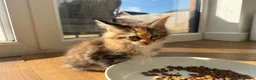 Maine Coon cats for sale: Beautiful Maine Coon Kittens – Born 19 June 2026 - Advert 10