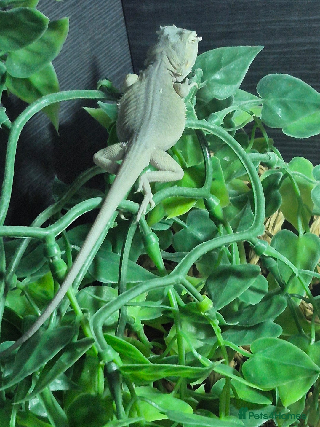 Bearded Dragon reptiles for sale: Bearded dragons  babies  - Advert 33