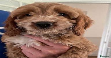 Cockapoo dogs - Advert 2