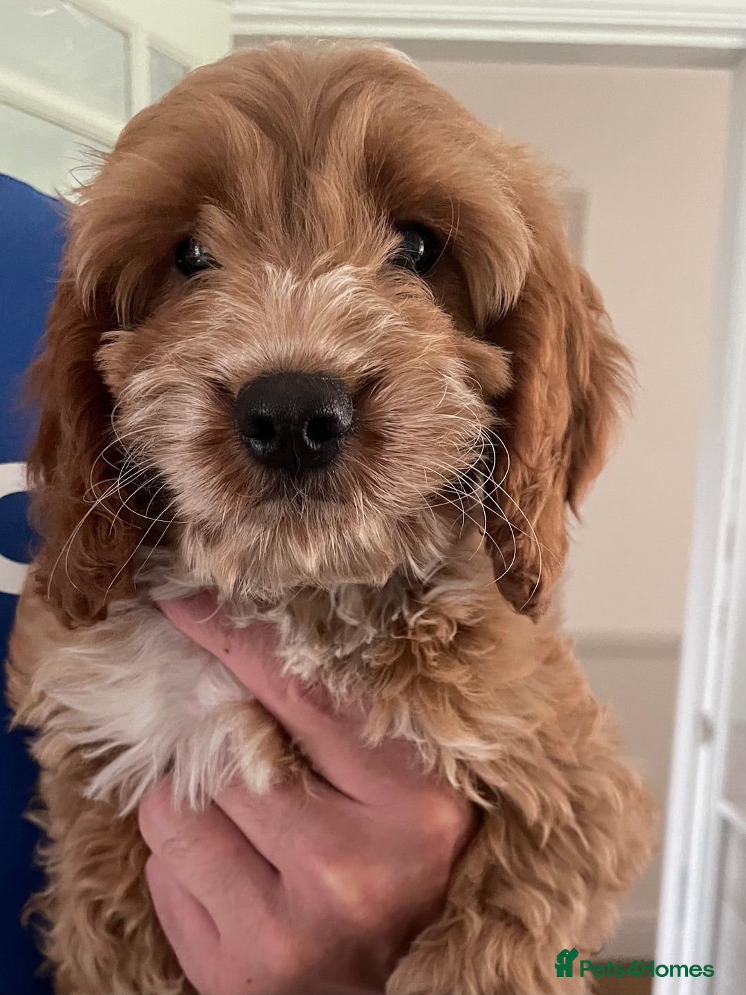 Cockapoo dogs for sale: F1 SHOW TYPE COCKAPOO EXTENSIVELY HEALTH TESTED  - Image 2