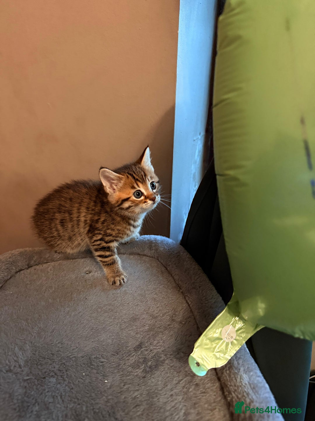 Mixed Breed cats for sale: Beautiful Ragdoll Bengal Cross Kittens - Advert 29